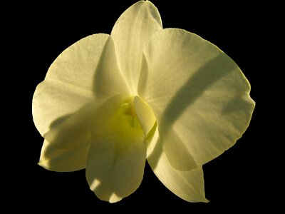 Bloom flower white