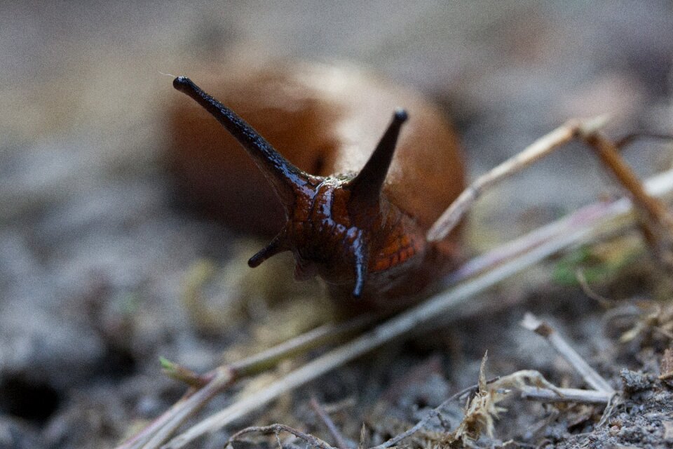 Nature animals probe