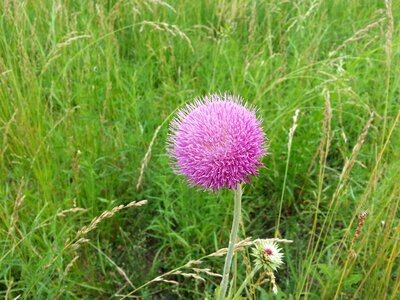 Grass summer background