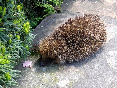 Spiny mammal animal