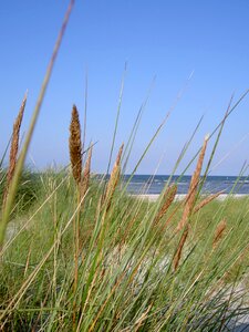 Grass sea coast photo