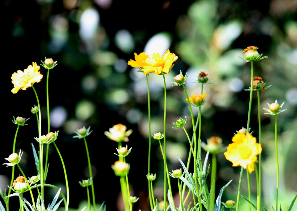 Upright long garden