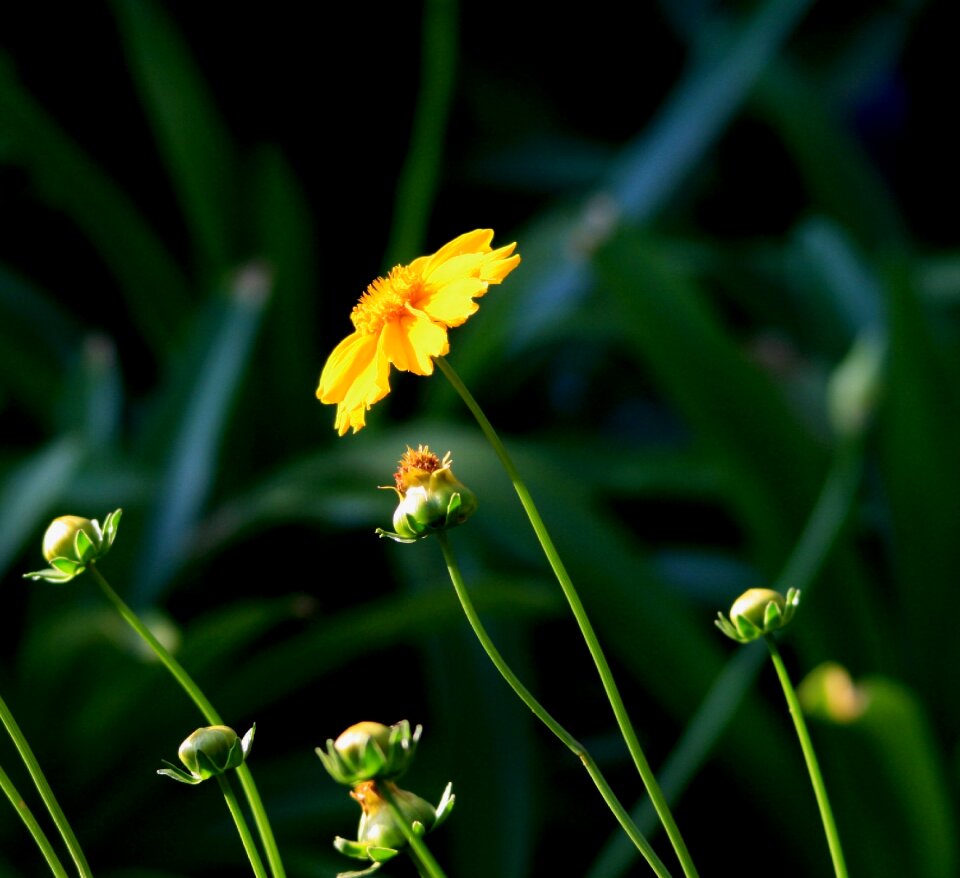 Yellow buds stems