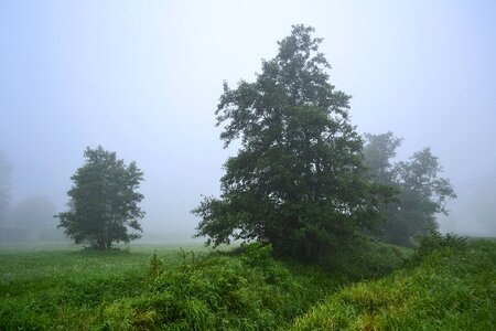 Blue tree clouds