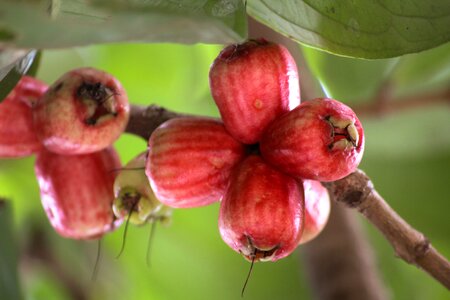 Guava fruit red photo