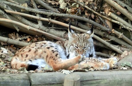 Wildcat lynx lynx felidae photo