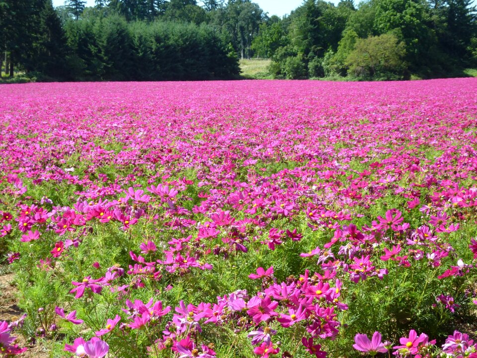 Plants nature cosmos