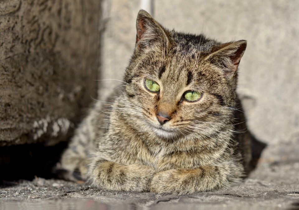 Tomcat fur a young kitten photo