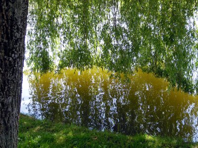 Reflection tree pond photo