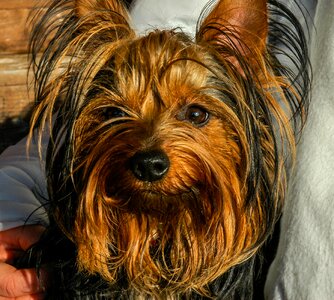 Dog yorkshire terrier small dog photo