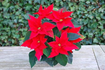 Flowers red red flower photo