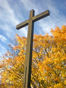Cross tree autumn