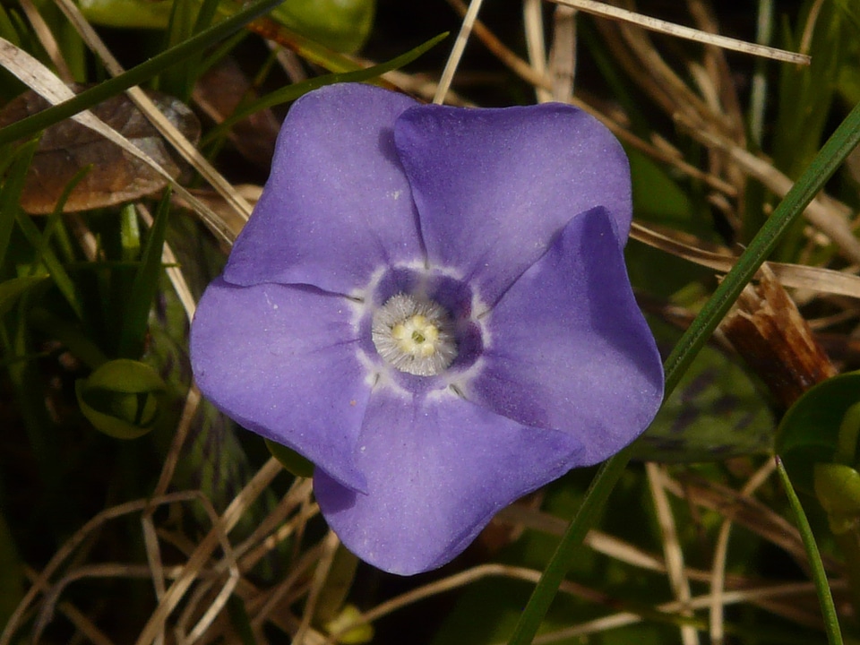 Vinca major plant blue