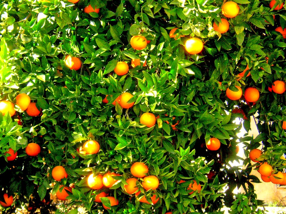 Spain citrus fruit orange