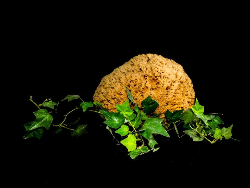 Ivy decoration sponge