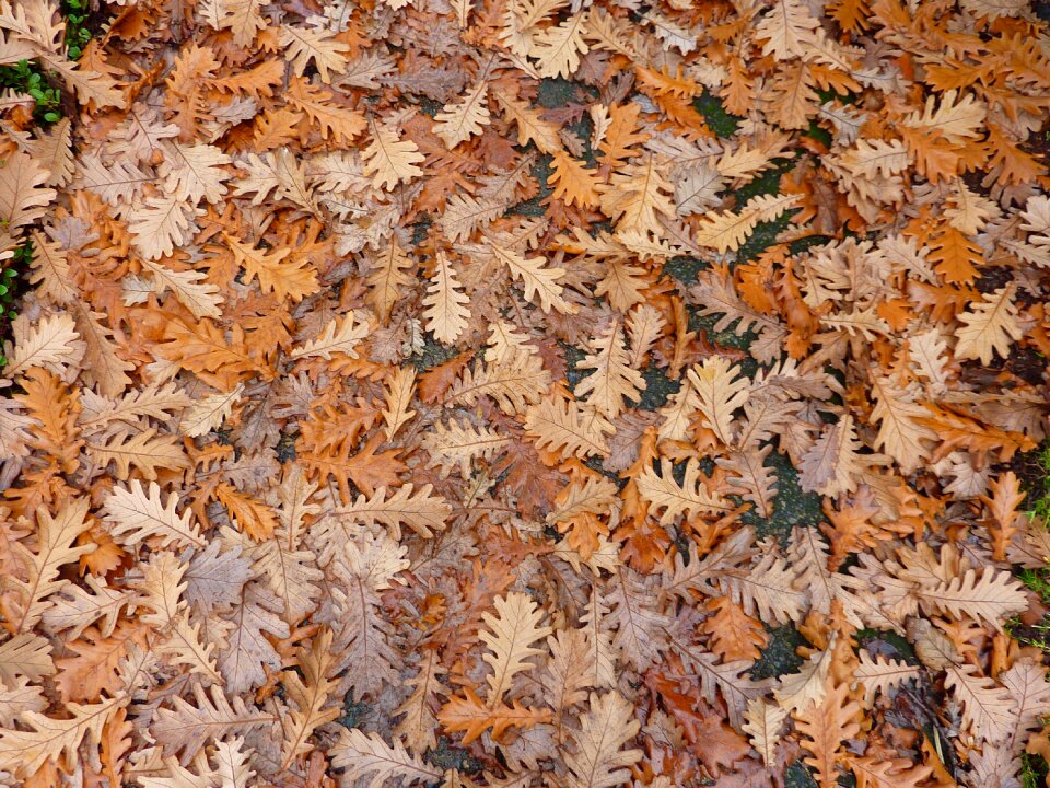 Autumn leaves season golden autumn