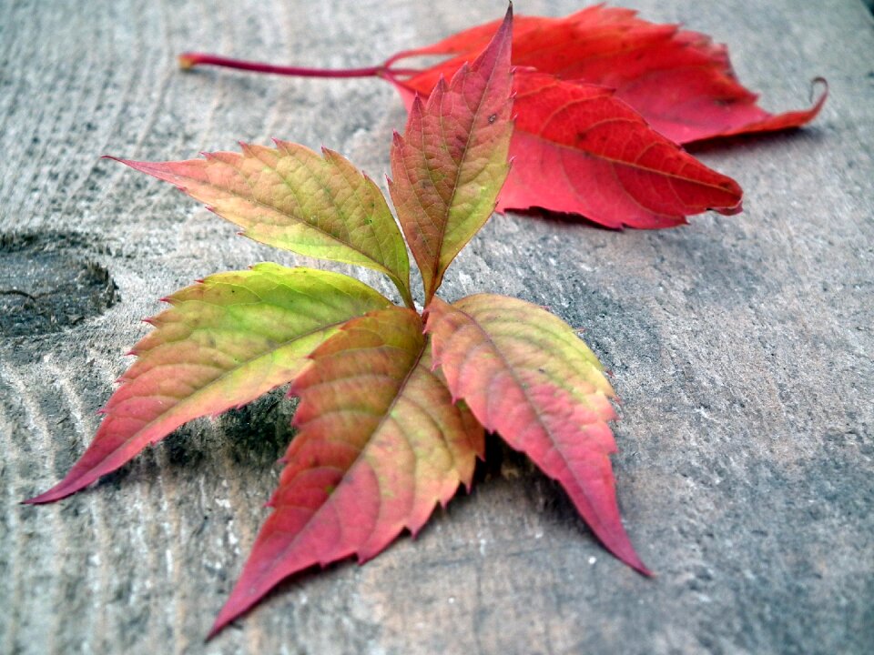 Autumn leaf red nature