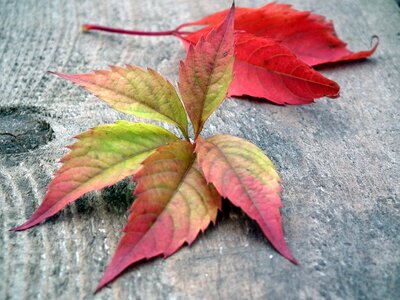 Autumn leaf red nature