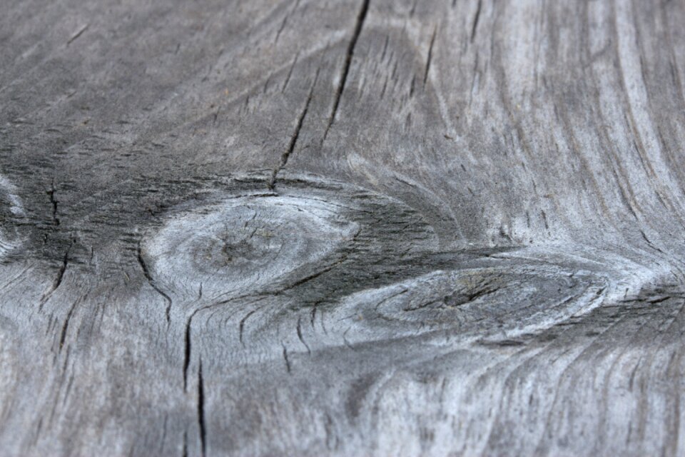 Cross section grain solid wood