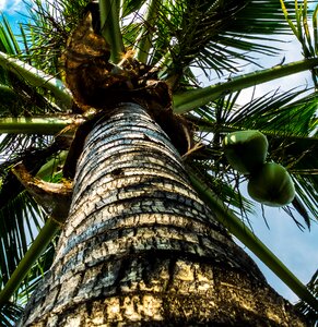 Coconut tree palm coconuts