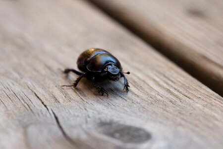 Black crawl wood