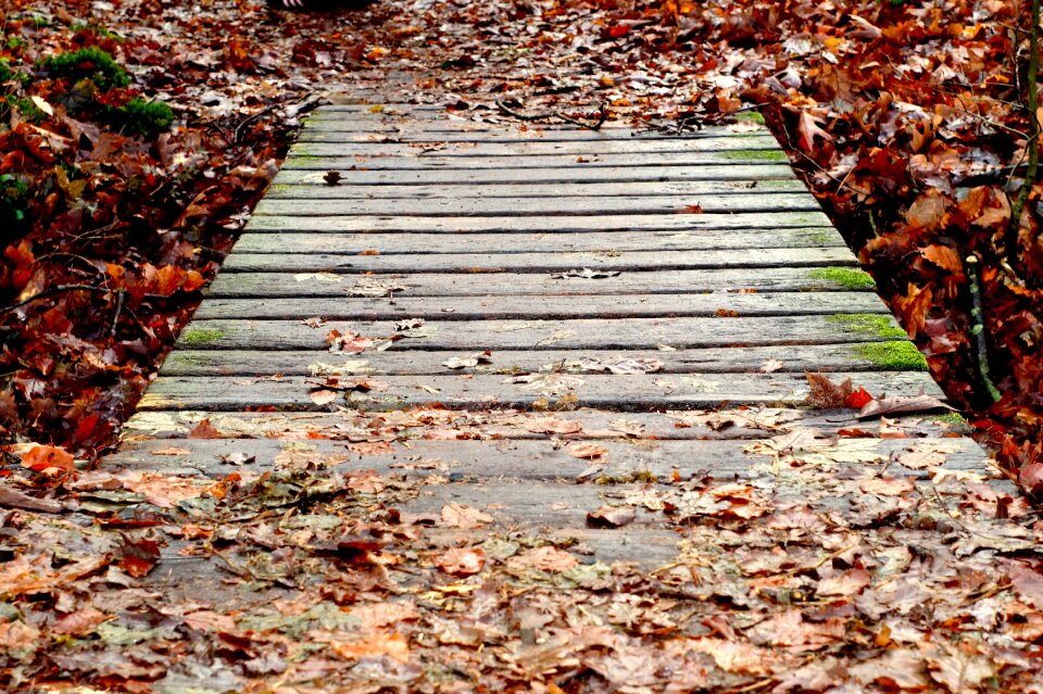 Bridge transition forest