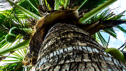 Coconut tree palm coconuts