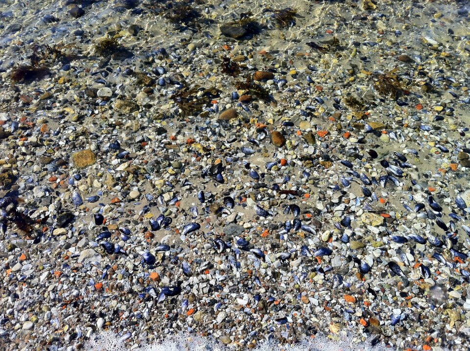 Shell water sand
