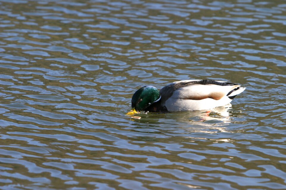Altmühl water altmühltal nature park