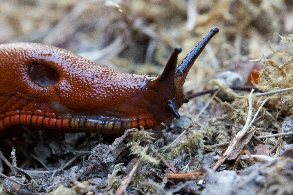 Animal probe red brown