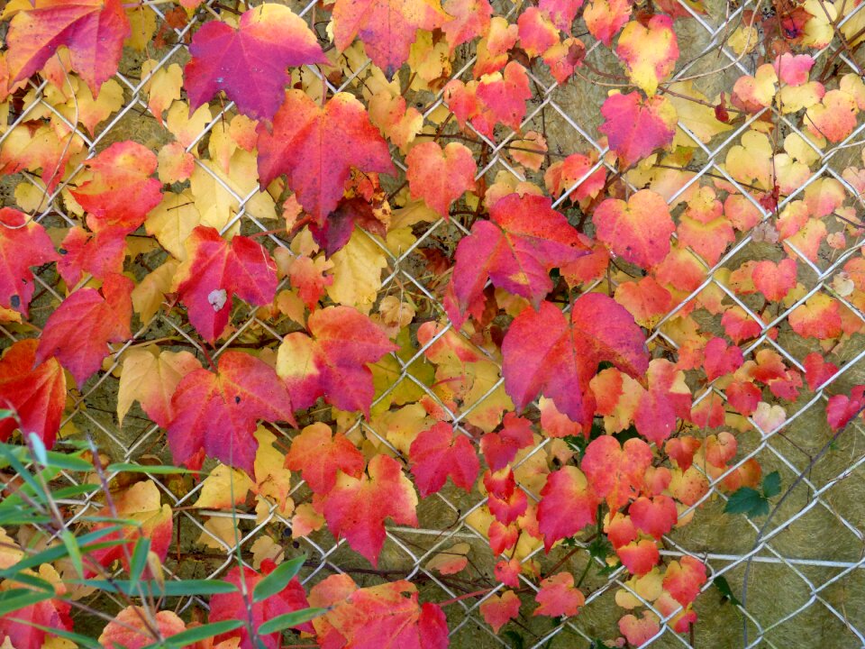 Leaves in the autumn colorful red