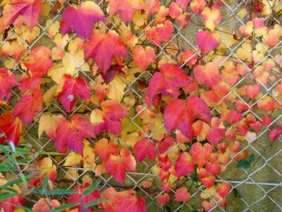 Leaves in the autumn colorful red