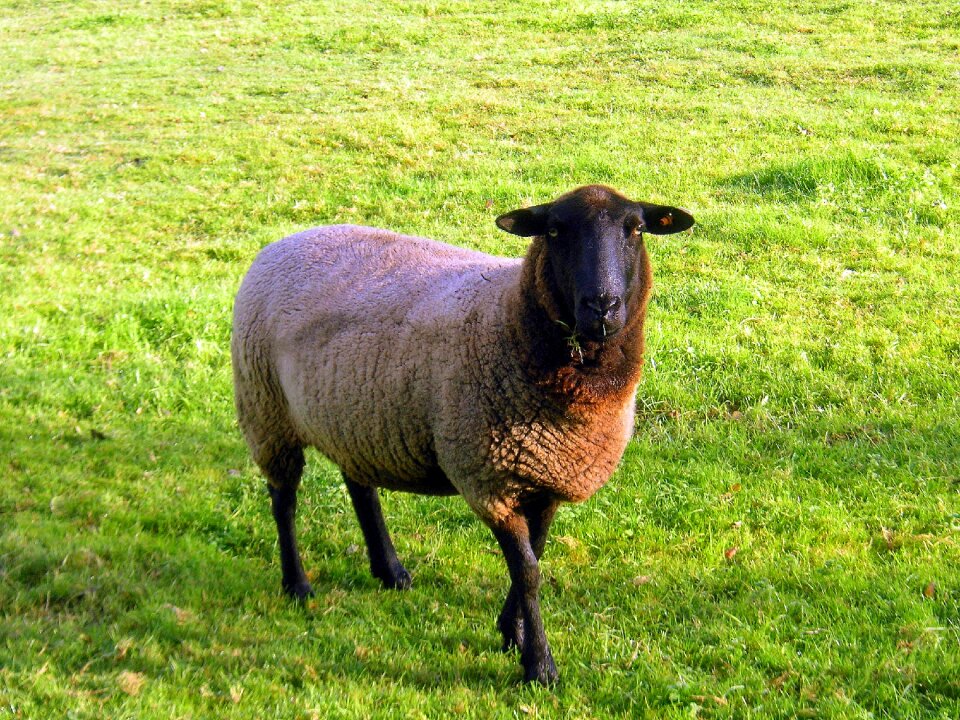 Farm farm animals agriculture