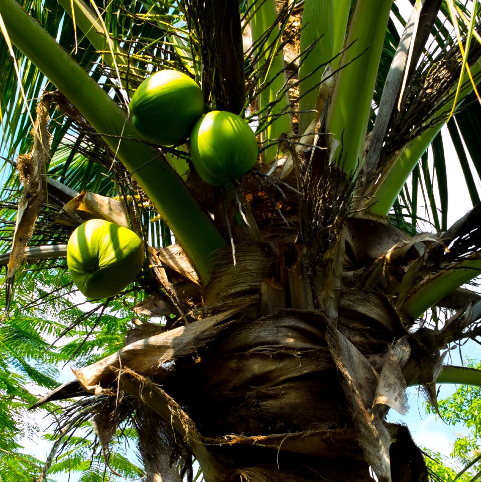 Coconut tree palm coconuts