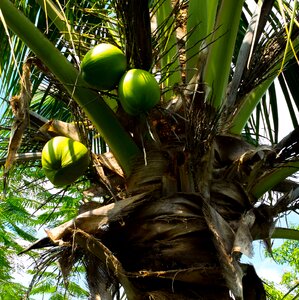 Coconut tree palm coconuts photo