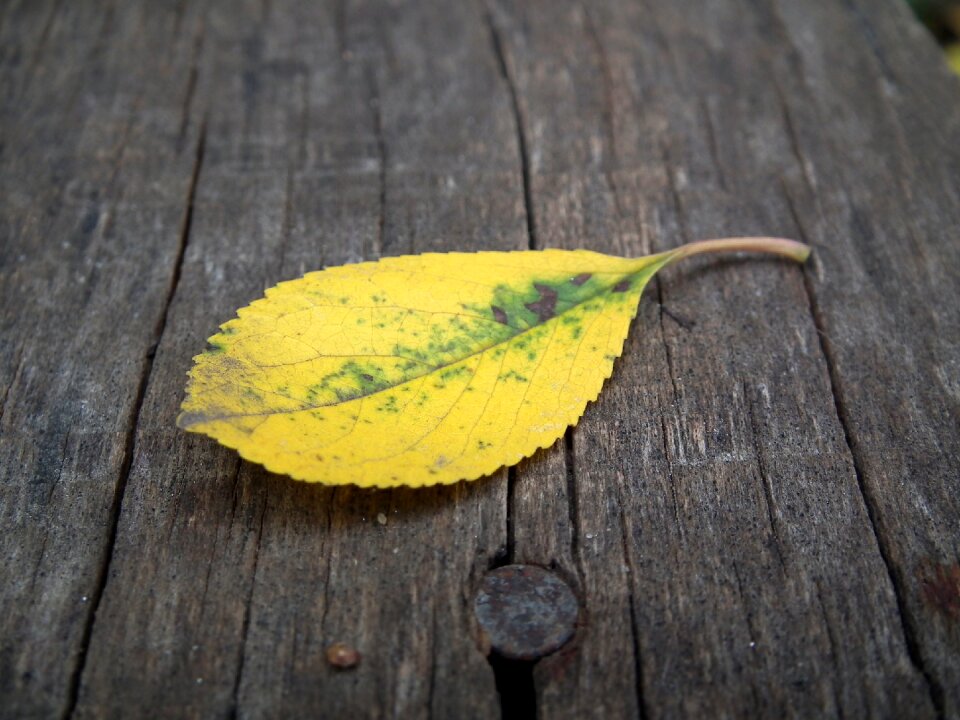 Yellow listopad leaves