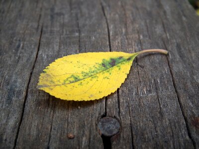 Yellow listopad leaves photo
