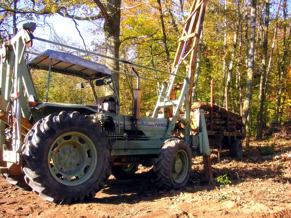 Forest wood clearance
