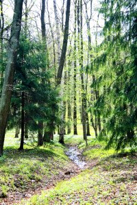 Fir tree conifers garden