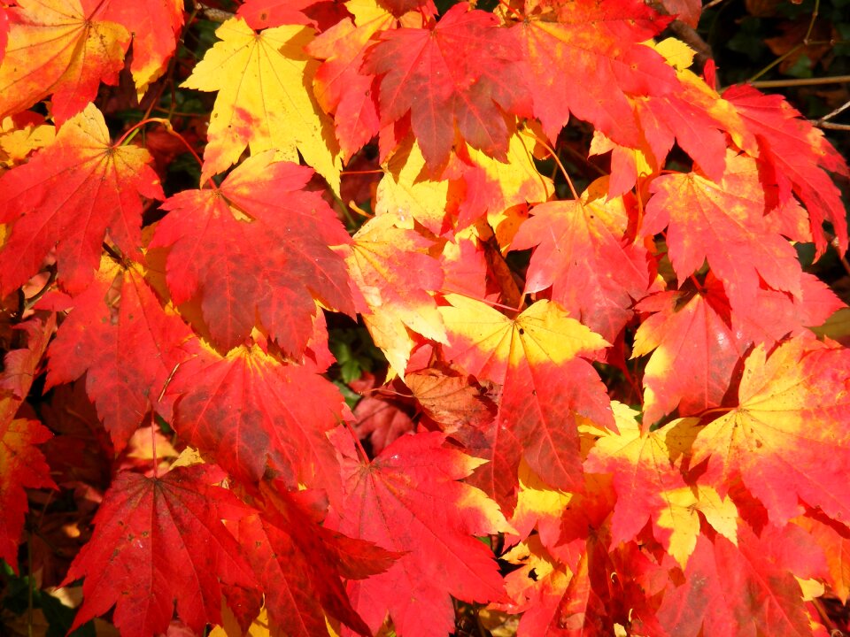 Tree fall colors golden autumn