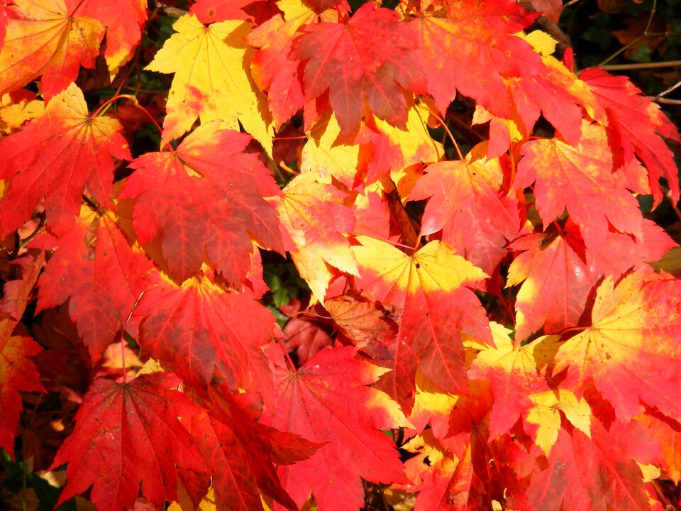 Tree fall colors golden autumn photo