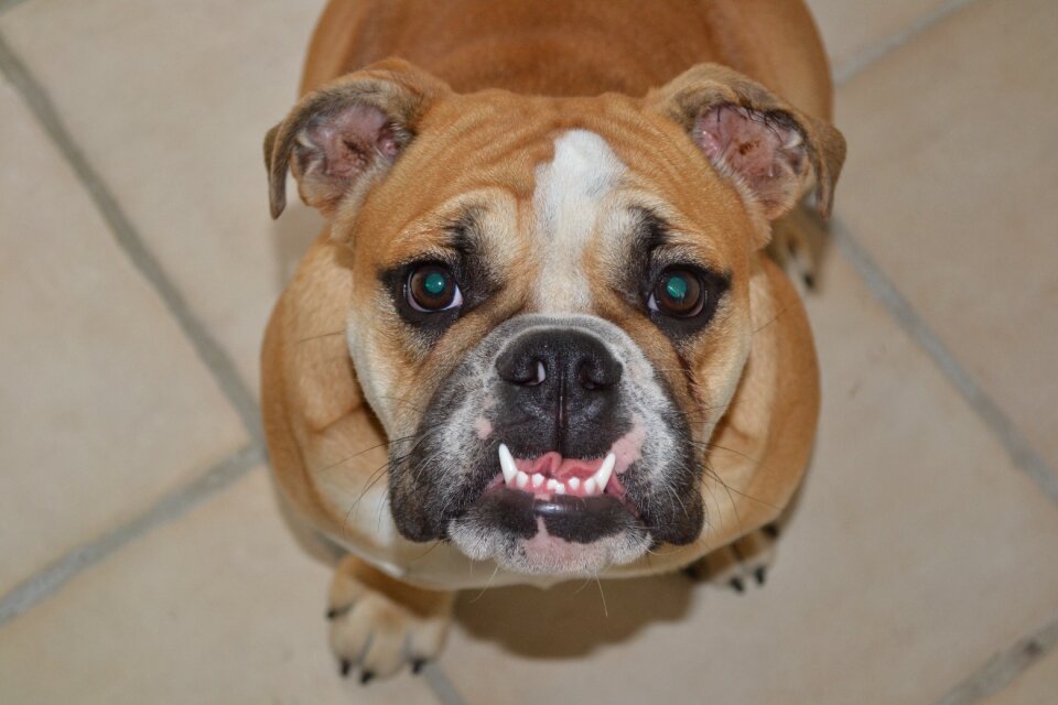 English bulldog pet animal