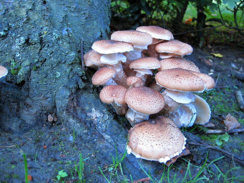 Mushroom fouling plant photo