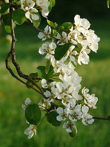 Pear blossom blossom bloom