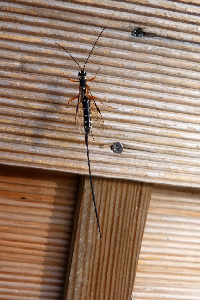Hymenoptera insect animal