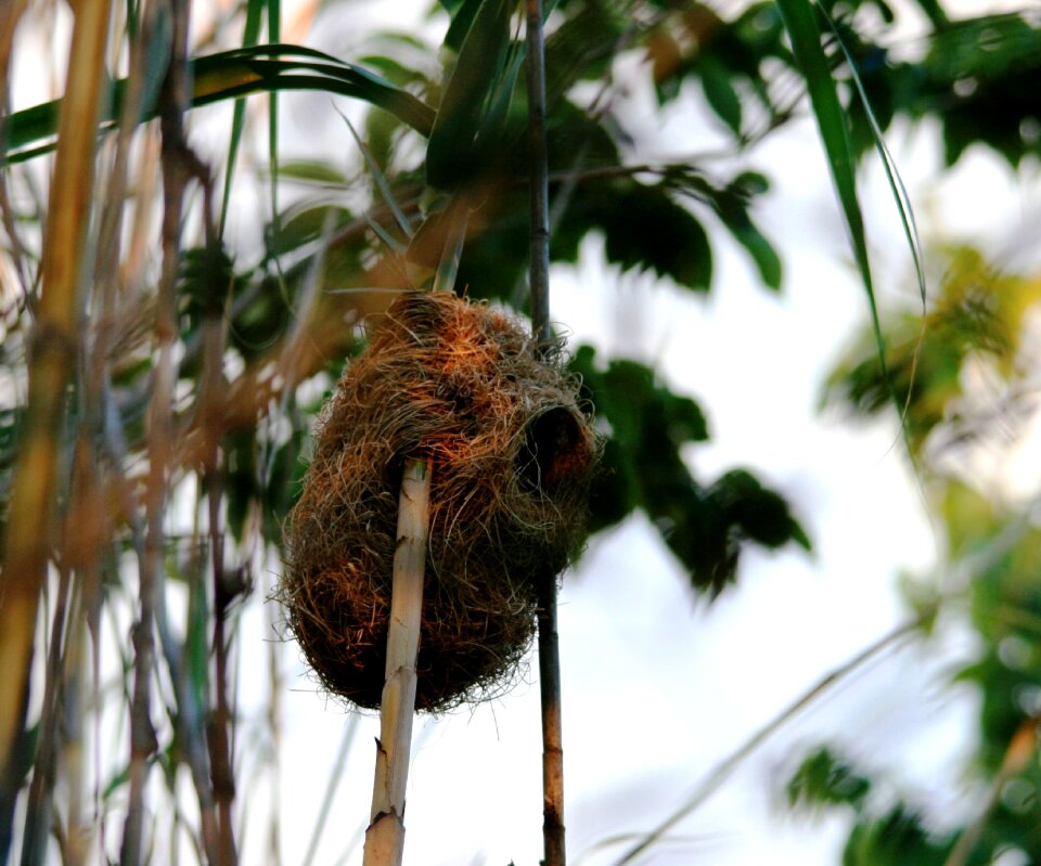 Opening weaver bird