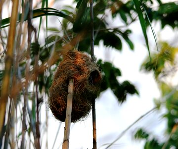 Opening weaver bird
