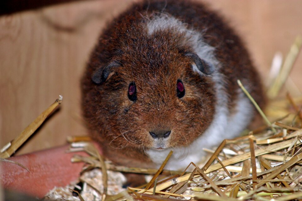Young babies fluffy