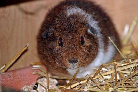 Young babies fluffy