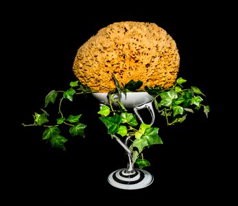 Natural sponge ivy glass bowl